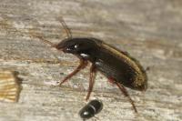 Pseudoophonus rufipes