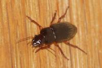 Pseudoophonus rufipes