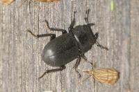 Dorcus parallelipipedus