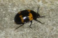 Diaperis boleti