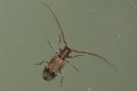 Exocentrus adspersus
