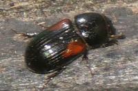 Nialus varians