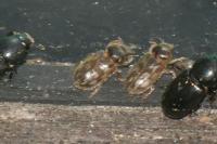 Heterocerus fenestratus
