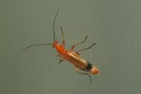 Rhagonycha fulva