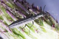 Dolichosoma lineare