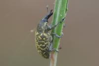 Larinus turbinatus