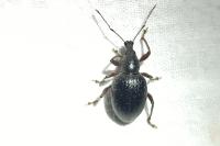 Otiorhynchus