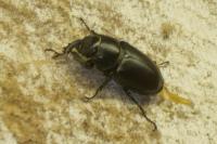 Lucanus cervus