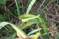 Rhagonycha fulva