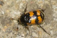 Nicrophorus vespillo