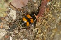 Nicrophorus vespillo