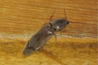 Stenagostus rhombeus