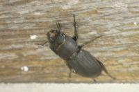 Dorcus parallelipipedus