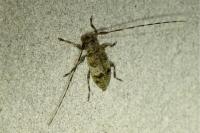 Leiopus