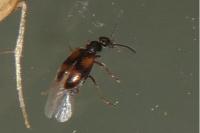 Anthicus antherinus
