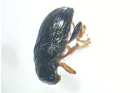 Crepidodera