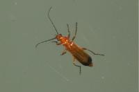 Rhagonycha fulva
