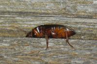 Pseudoophonus rufipes