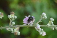 Oxythyrea funesta
