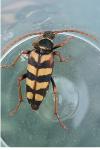 Leptura aurulenta