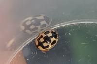 Propylea quatuordecimpunctata