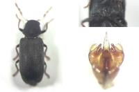Hemicoelus fulvicornis