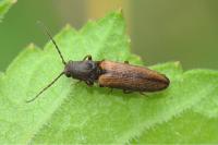 Athous bicolor