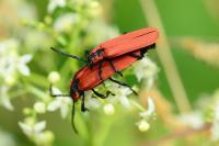 Lygistopterus sanguineus