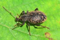 Otiorhynchus aurifer