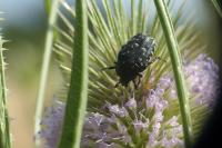 Oxythyrea funesta