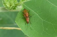 Rhagonycha fulva