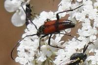 Stenurella bifasciata