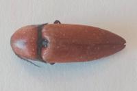 Elater ferrugineus