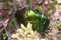 Cetonia aurata