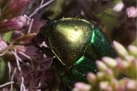 Cetonia aurata
