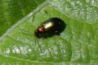 Crepidodera aurata