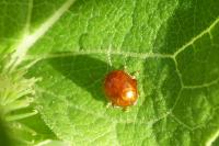 Sphaeroderma