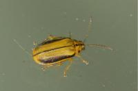 Xanthogaleruca luteola