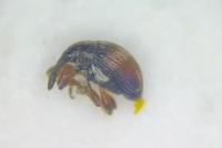Nanophyes marmoratus
