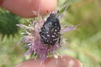 Oxythyrea funesta