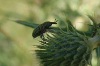 Larinus turbinatus