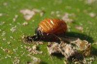 Galerucella nymphaeae