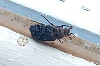Dermestes undulatus