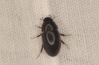 Limnoxenus niger