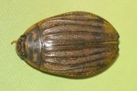 Acilius sulcatus