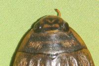 Acilius sulcatus