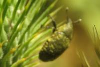 Larinus turbinatus