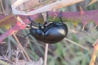 Timarcha tenebricosa