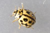 Tytthaspis sedecimpunctata