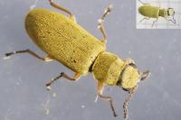 Danacea nigritarsis